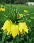 Fritillary Bulb Extract powder -Fritimine